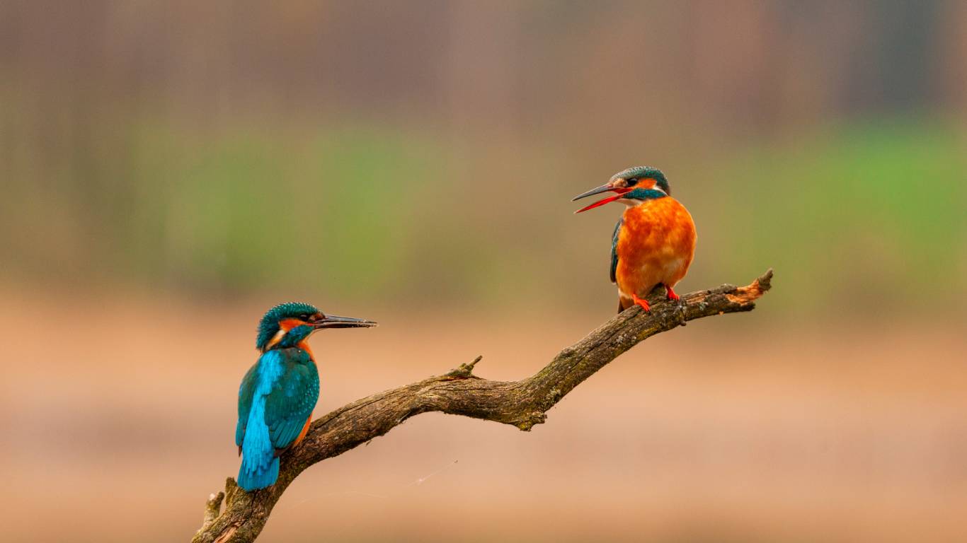 villa-cadiz-varazze-birdwatching